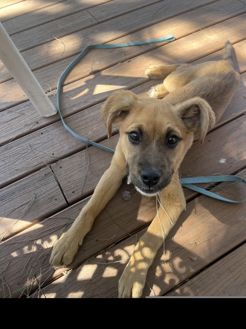 A baby medium-sized male German Shepherd Dog dog named Eddie Money for adoption in Roseville, CA