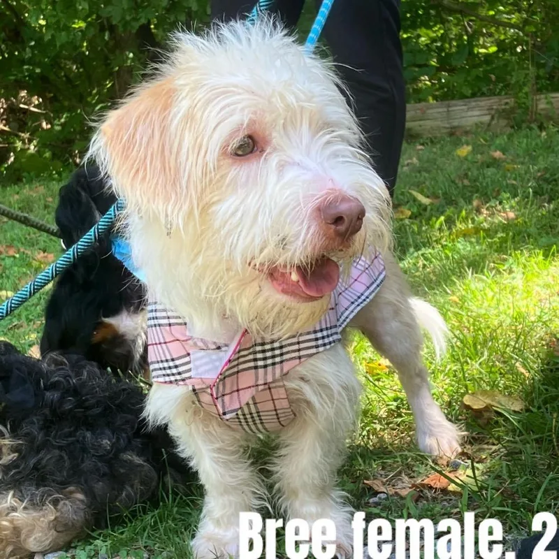 An adult small-sized female White / Cream Terrier dog named Bree for adoption in Fredericksburg, VA