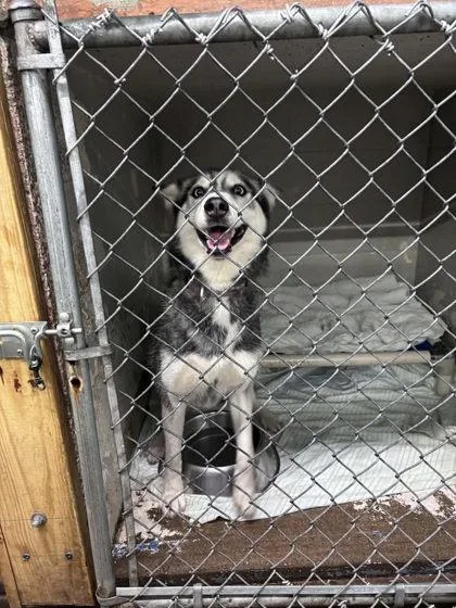 An adult large-sized female Siberian Husky dog named Ellie for adoption in Hobart, IN