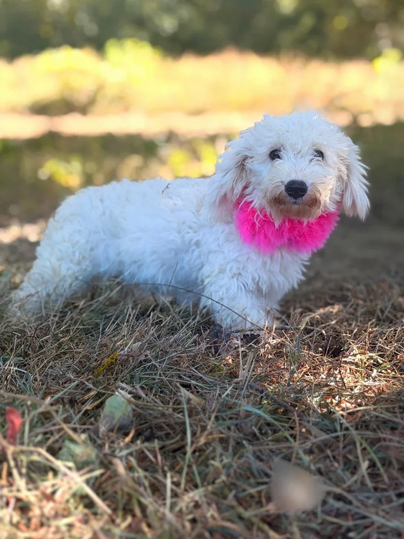 A young small-sized female White / Cream Poodle dog named Frances for adoption in Gradyville, KY