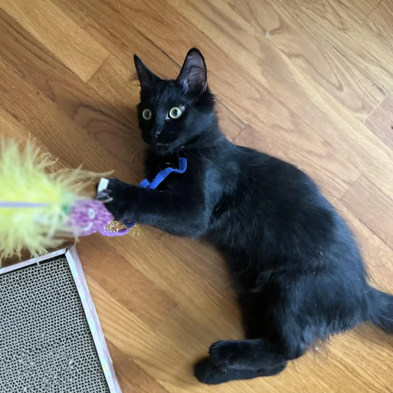 Piston & Tamarin thumbnail 2