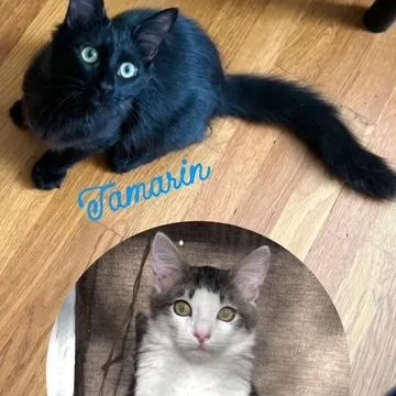 Piston & Tamarin thumbnail 3