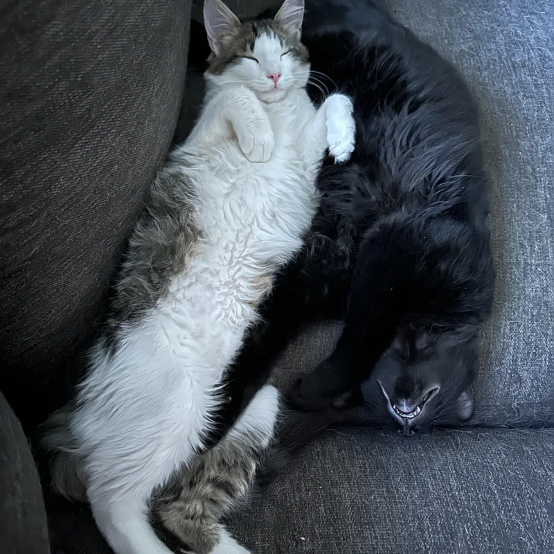 Piston & Tamarin thumbnail 4