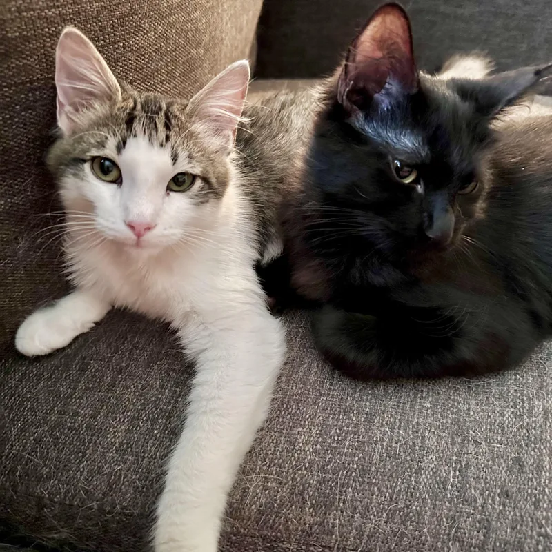 Piston & Tamarin thumbnail 5