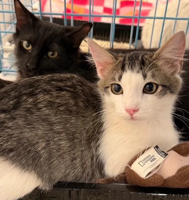 Piston & Tamarin thumbnail 6