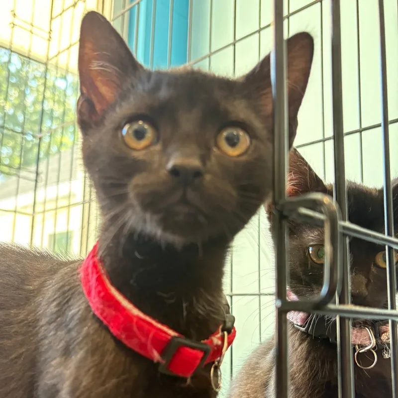 A baby small-sized male Black Domestic Short Hair cat named Loki FKA Jump Rope for adoption in Chesapeake, VA
