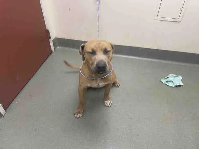 An adult medium-sized male Pit Bull Terrier dog named Sid for adoption in Carlsbad, CA