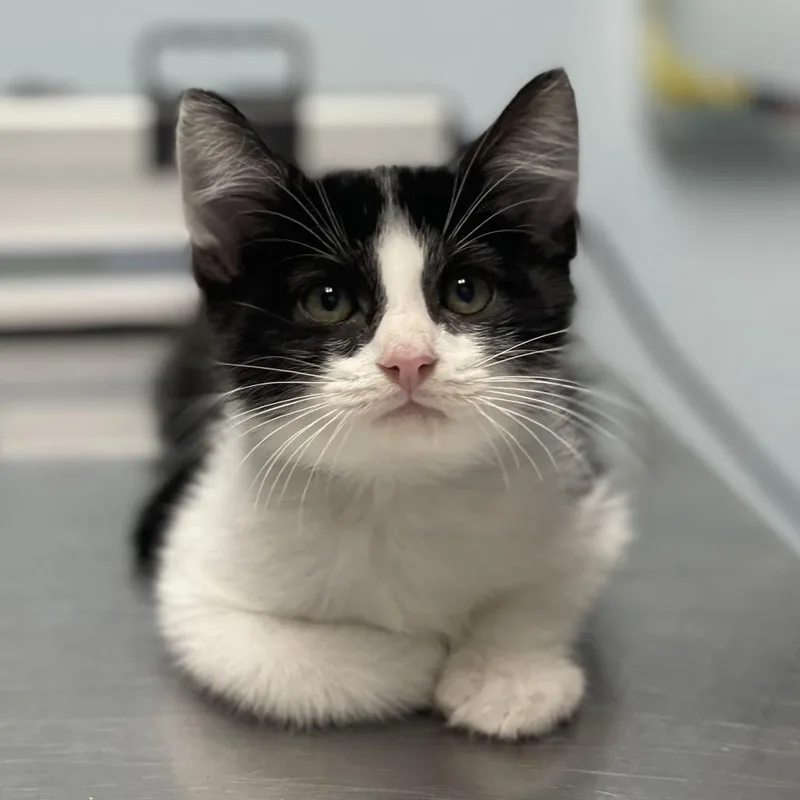 A baby small-sized male Black Domestic Short Hair cat named Mac for adoption in Riverside, CA