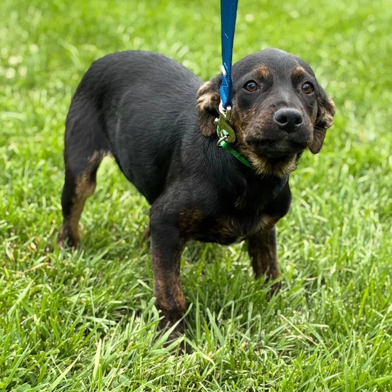 A baby medium-sized male Black Labrador Retriever dog named Pablo for adoption in South Elgin, IL