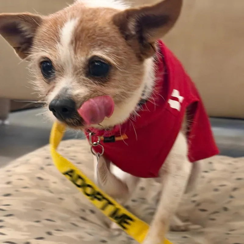 A senior small-sized male Brown / Chocolate Chihuahua dog named Yoshi for adoption in Durham, NC