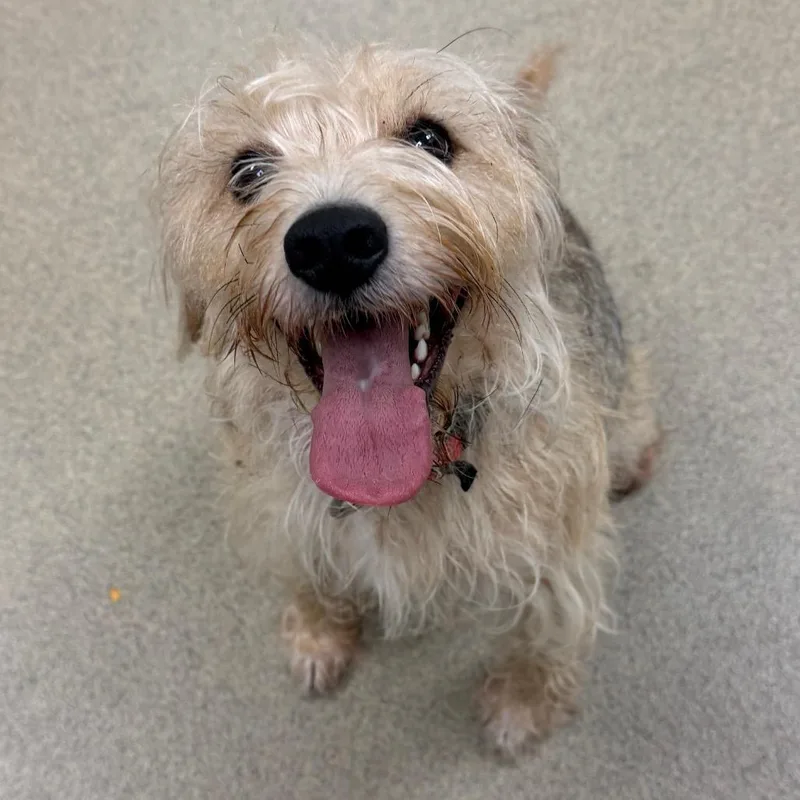 An adult medium-sized female Yellow / Tan / Blond / Fawn Mixed Breed dog named Baby for adoption in Waukesha, WI
