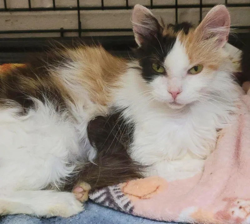 An adult medium-sized female Orange / Red Domestic Long Hair cat named Della for adoption in Plover, WI
