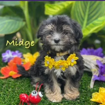 A baby small-sized female Black Poodle (Toy) dog named Midge for adoption in Dover, NH