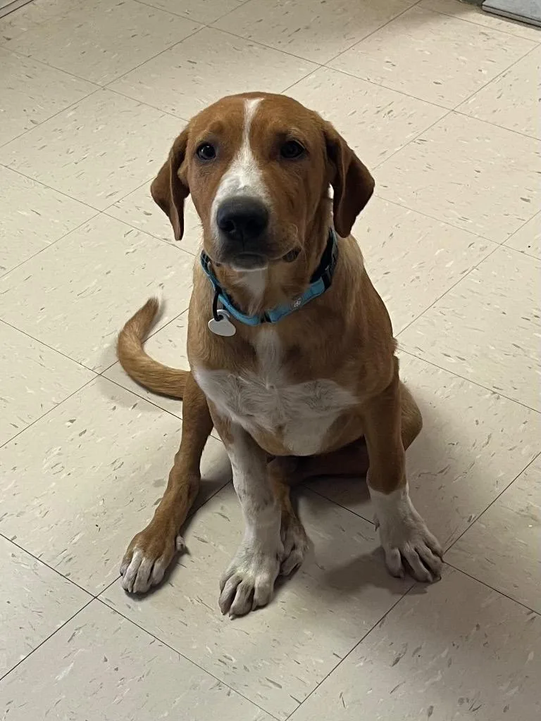 A young medium-sized male Mixed Breed dog named Mac for adoption in Morgantown, KY
