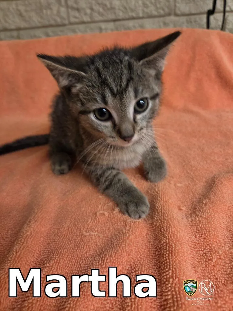 A baby medium-sized female Domestic Short Hair cat named Martha for adoption in Rocky Mount, NC