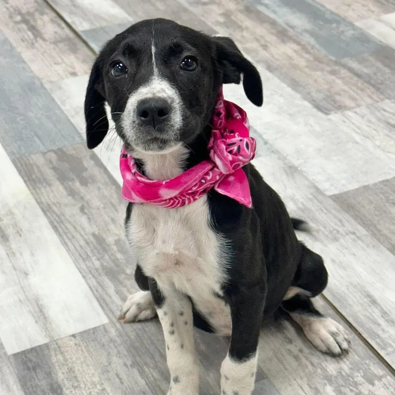A baby small-sized female Black Mixed Breed dog named Tinker for adoption in Austin, TX