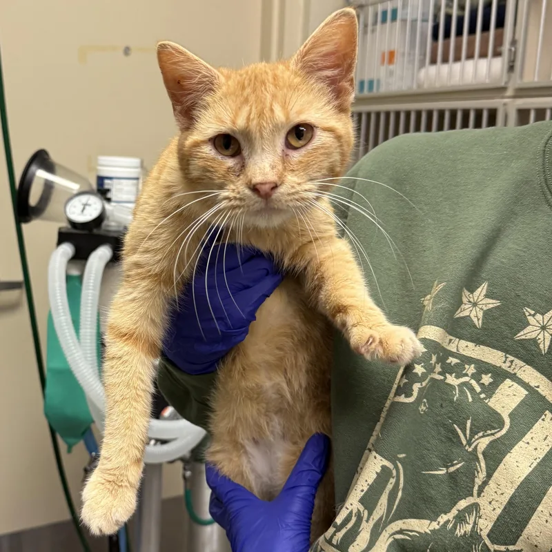 An adult small-sized female Domestic Short Hair cat named Nemo for adoption in Kearney, NE