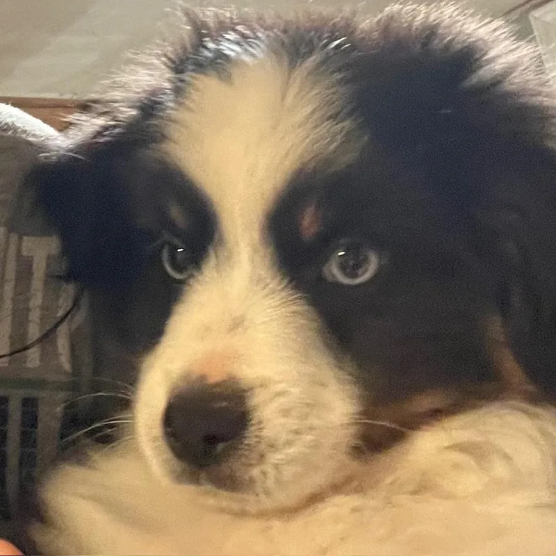 Mighty Mouse thumbnail 2