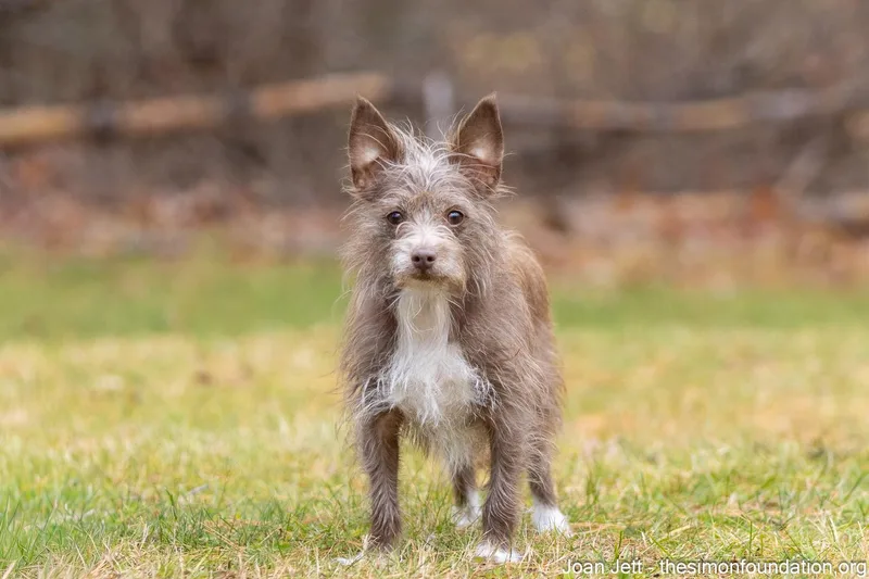 Joan Jett thumbnail 2