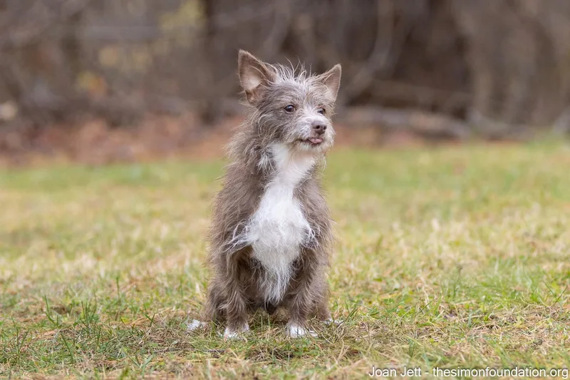 Joan Jett thumbnail 3