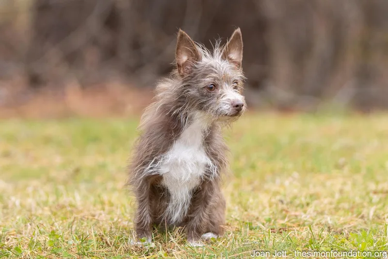 Joan Jett thumbnail 4