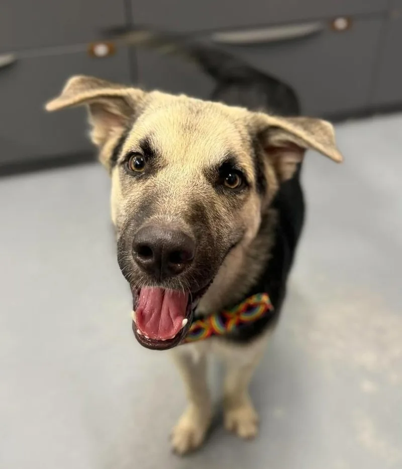 A young large-sized male German Shepherd Dog dog named Wade for adoption in Sedalia, CO
