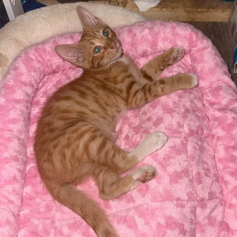 Rascal