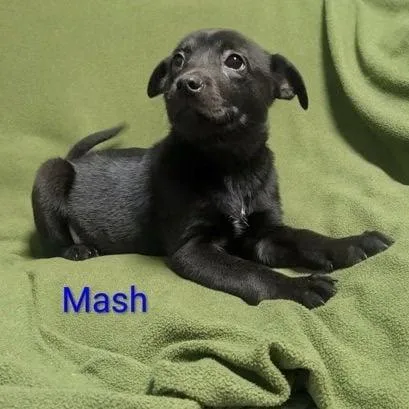 Mash