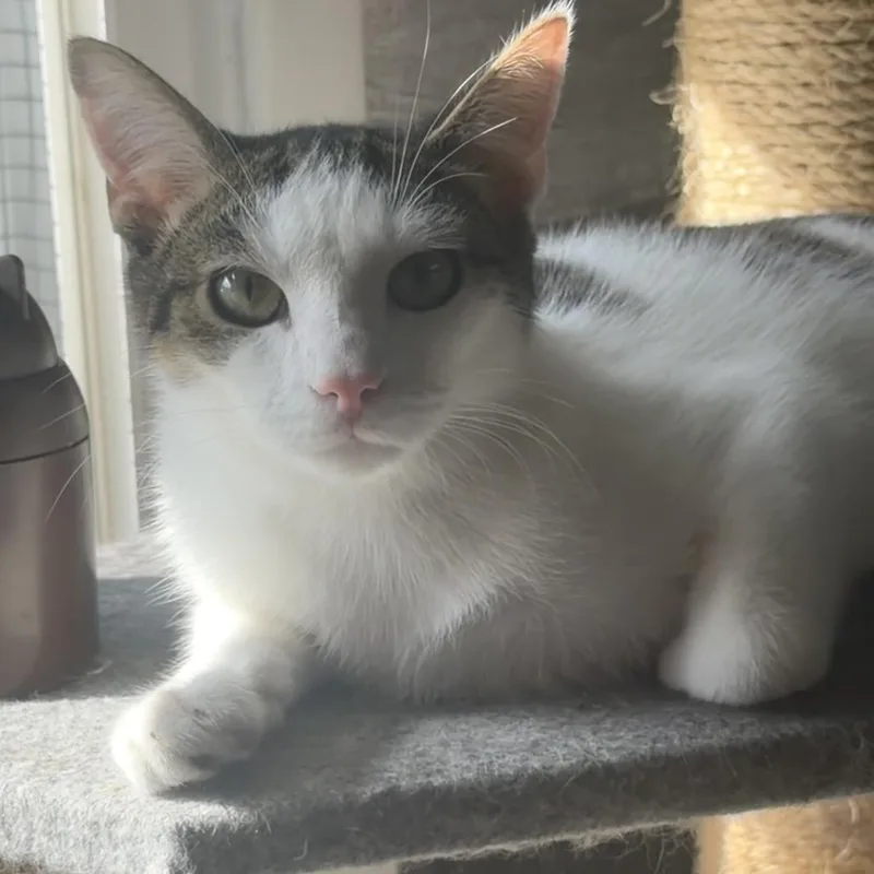 A young medium-sized male White Domestic Short Hair cat named Egg for adoption in Pittsburgh, PA