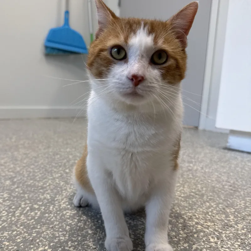 A young medium-sized male Orange & White Domestic Short Hair cat named Nickel for adoption in North Haven, CT