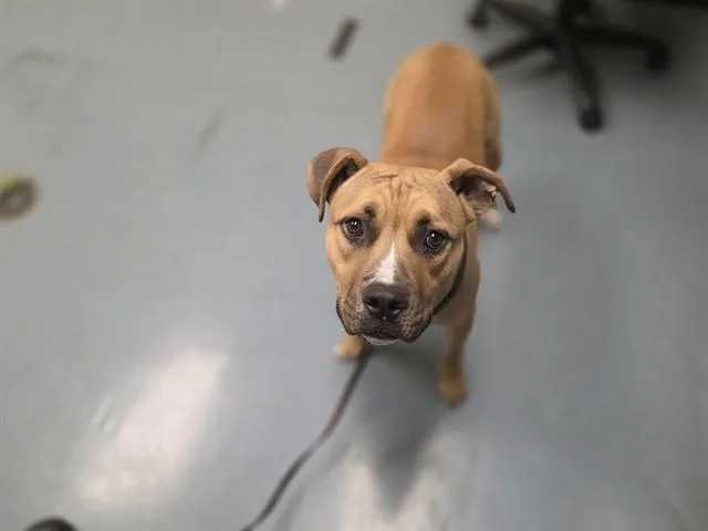 A young medium-sized male Staffordshire Bull Terrier dog named Mono for adoption in Denver, CO