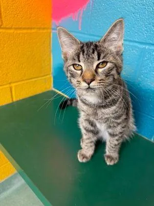 A baby small-sized male Tabby (Brown / Chocolate) Domestic Short Hair cat named Bowen for adoption in Williamsport, PA