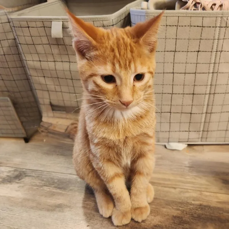 A baby small-sized male Domestic Short Hair cat named Blustery for adoption in Bismarck, ND