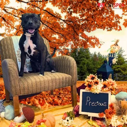 Precious thumbnail 2