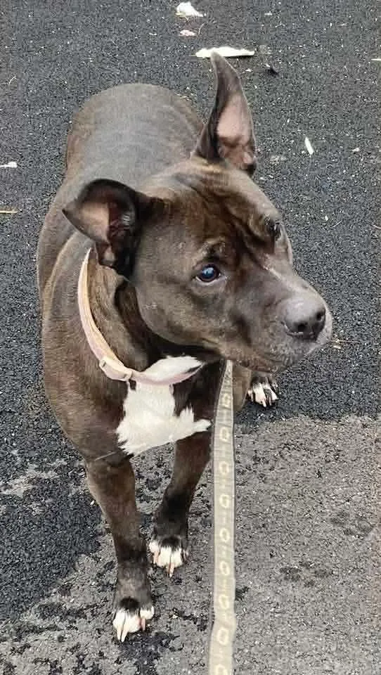 Precious thumbnail 4