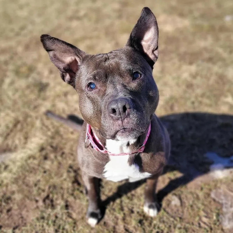 A senior medium-sized female Brown / Chocolate Pit Bull Terrier dog named Precious for adoption in Syracuse, NY