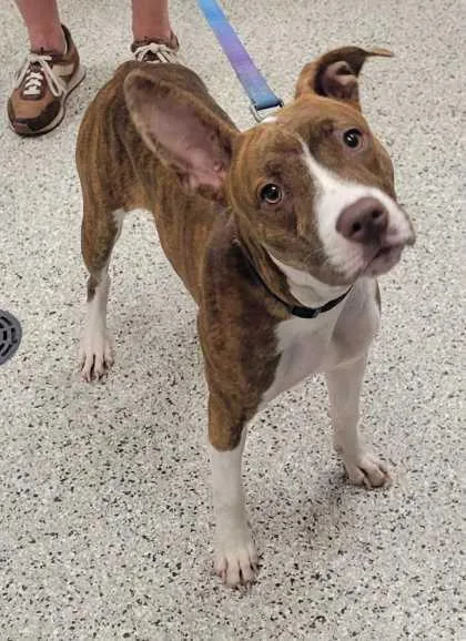 A young medium-sized female Brown / Chocolate Pit Bull Terrier dog named Pippi Longstocking for adoption in Kansas City, MO