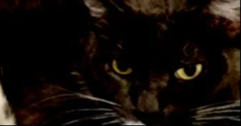 An adult medium-sized female Domestic Short Hair cat named Malibu for adoption in Stockton, CA