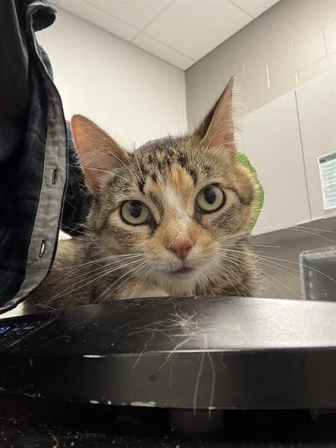 A young small-sized female Domestic Short Hair cat named Crisp for adoption in Indianapolis, IN