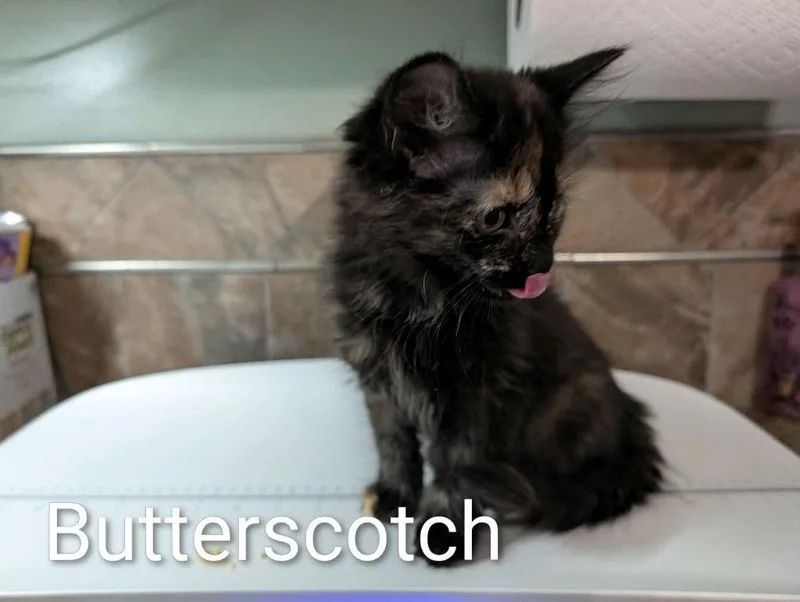Butterscotch