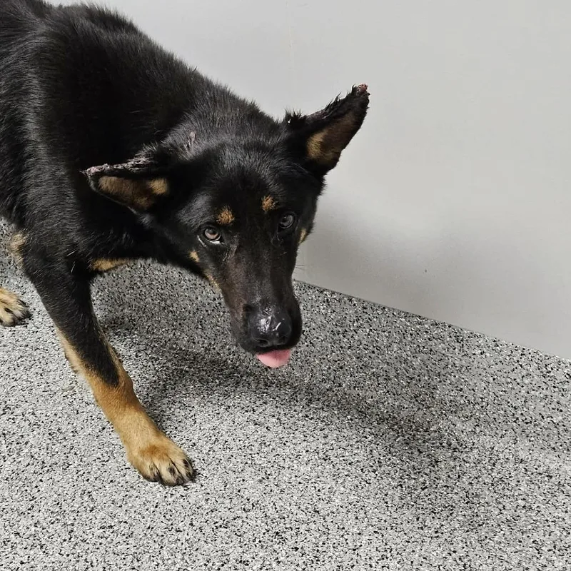 A young large-sized male Black German Shepherd Dog dog named Koa for adoption in Wichita, KS