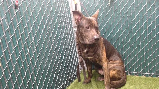 An adult medium-sized male Mastiff dog named Mastodon for adoption in Downey, CA