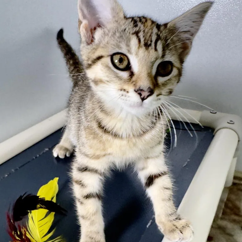 A baby small-sized female Gray / Blue / Silver Domestic Short Hair cat named Charley for adoption in Franklin, NC