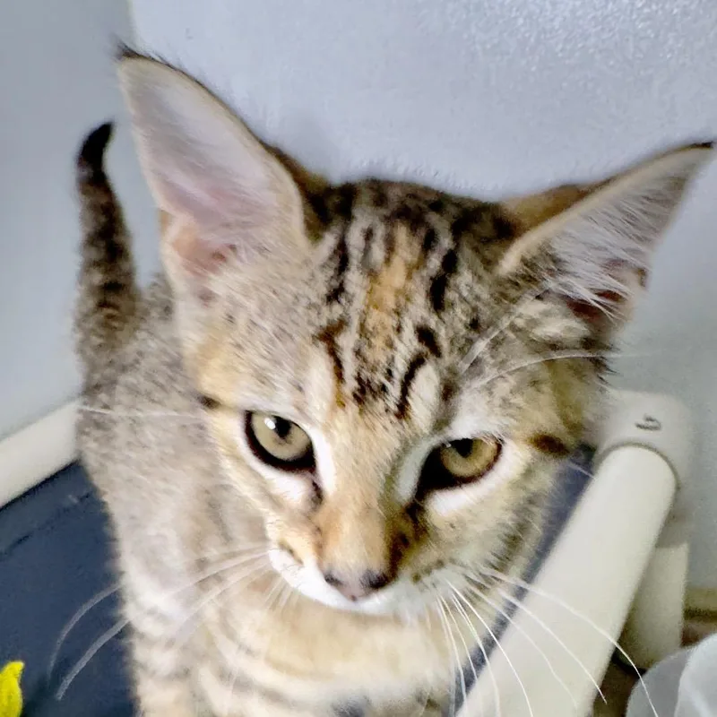 Charley thumbnail 5
