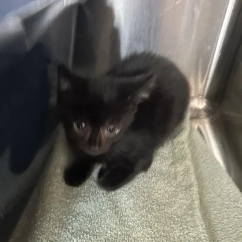 A baby small-sized male Black Domestic Short Hair cat named Dark Chocolate for adoption in Leander, TX
