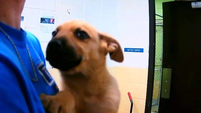 A baby small-sized male German Shepherd Dog dog named Fern for adoption in Tulsa, OK