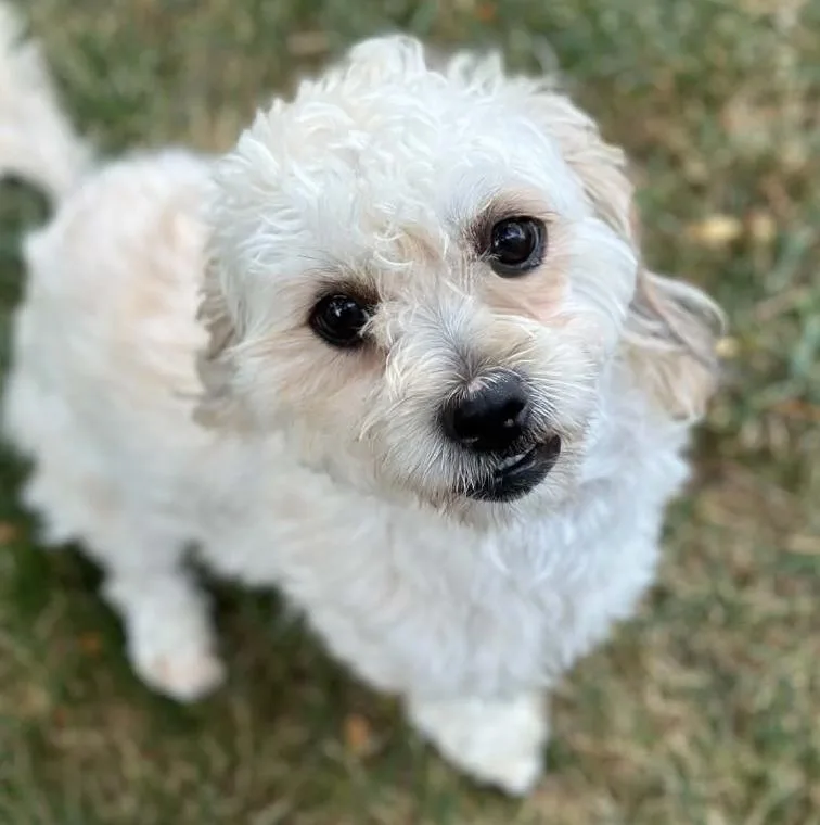 A young small-sized female White / Cream Miniature Poodle dog named Maggie for adoption in Mead, CO