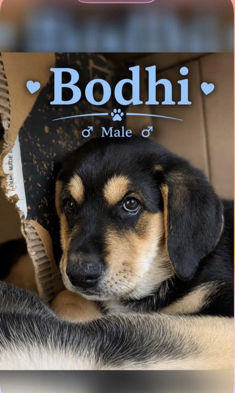 Bodhi Boy thumbnail 2