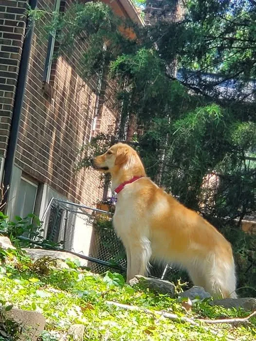 An adult large-sized female Golden Retriever dog named Verde for adoption in St. Louis, MO