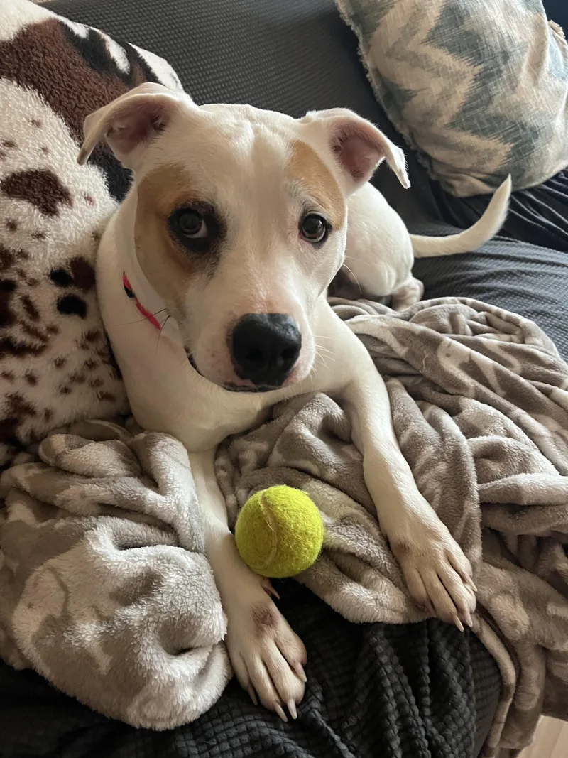 An adult medium-sized male Yellow / Tan / Blond / Fawn Labrador Retriever dog named Bonded Pair Matt Rife for adoption in Cumberland, RI